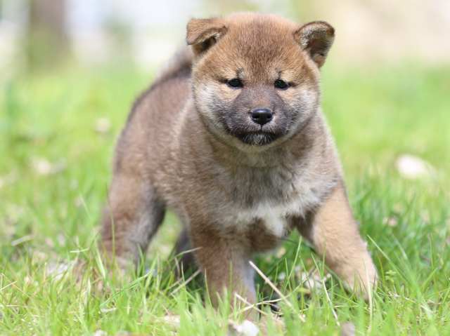 FP5A3961-puppy FP5A3961-puppy