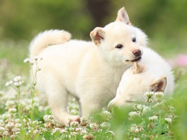 FP5A3969-puppy FP5A3969-puppy