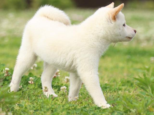 FP5A3998-puppy FP5A3998-puppy
