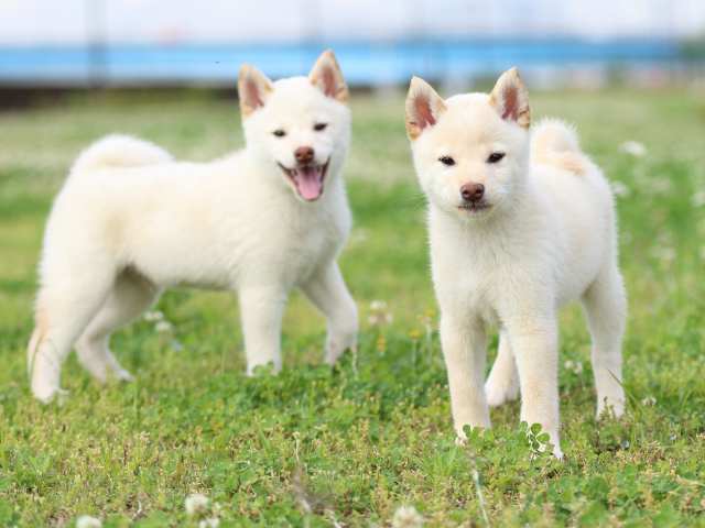 FP5A4008-puppy FP5A4008-puppy