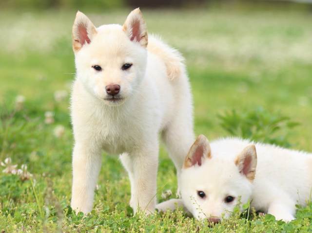 FP5A4038-puppy FP5A4038-puppy