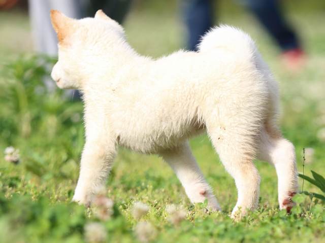 FP5A4296-puppy FP5A4296-puppy