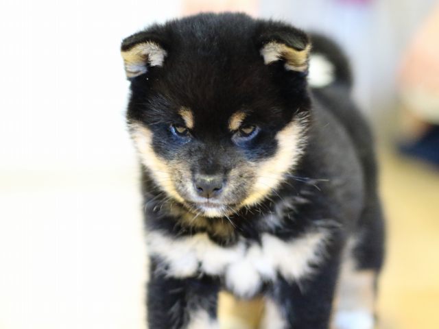 FP5A4592-puppy FP5A4592-puppy