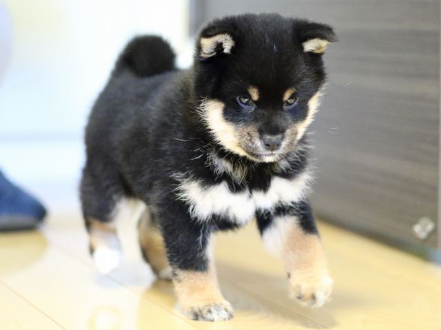 FP5A4600-puppy FP5A4600-puppy