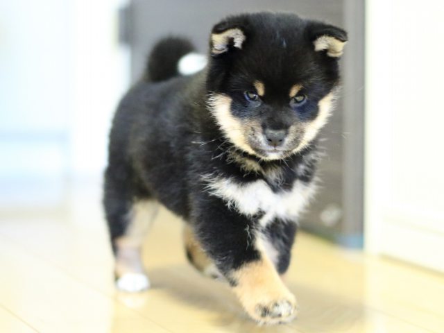 FP5A4602-puppy FP5A4602-puppy