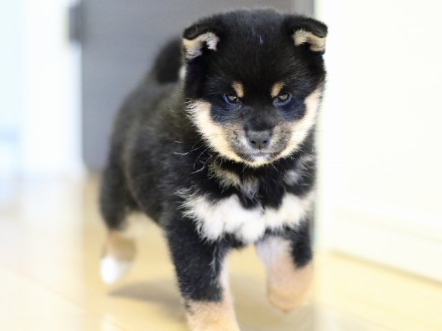 FP5A4603-puppy FP5A4603-puppy