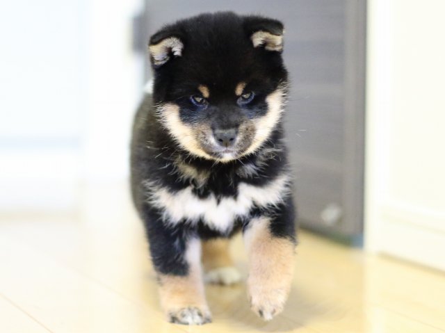 FP5A4638-puppy FP5A4638-puppy