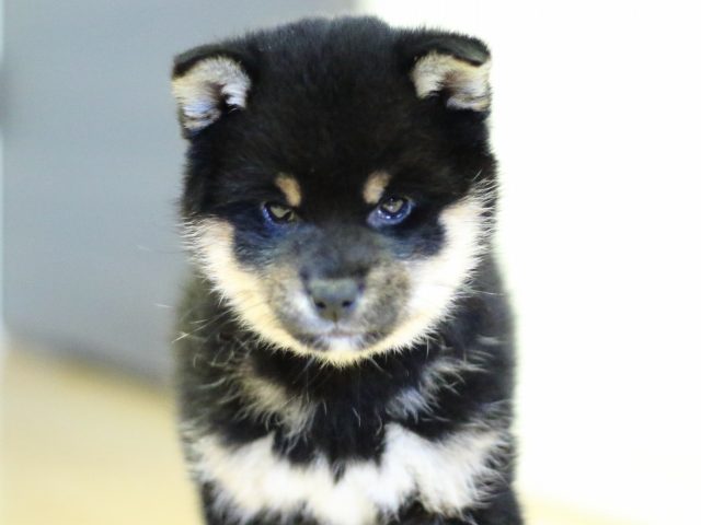 FP5A4642-puppy FP5A4642-puppy