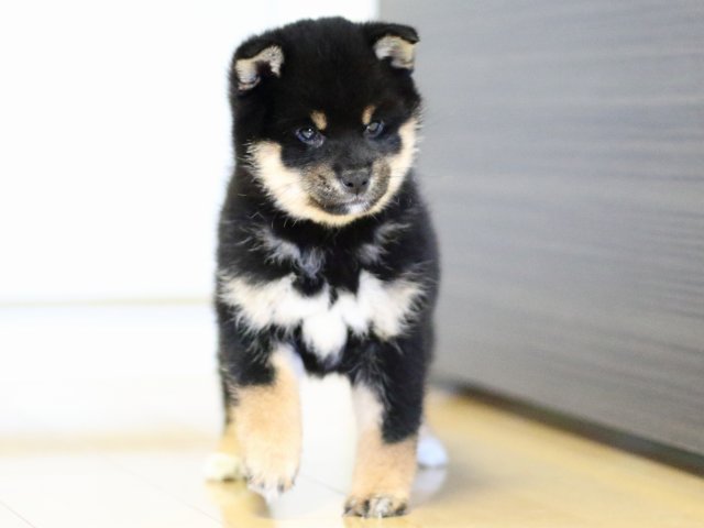 FP5A4659-puppy FP5A4659-puppy