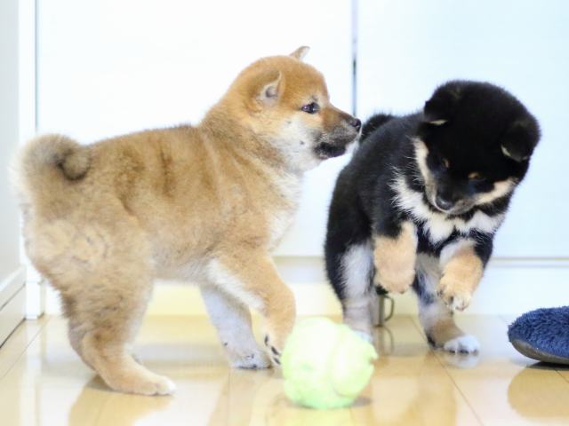 FP5A4682-puppy FP5A4682-puppy