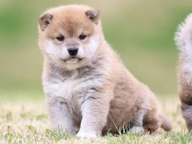 FP5A5818-puppy FP5A5818-puppy