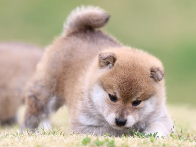 FP5A5821-puppy FP5A5821-puppy