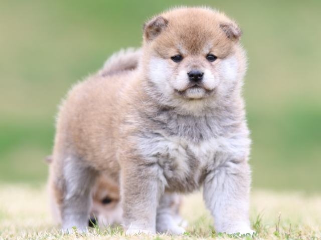 FP5A5835-puppy FP5A5835-puppy