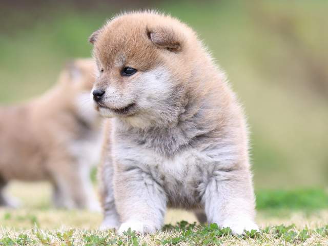 FP5A5849-puppy FP5A5849-puppy