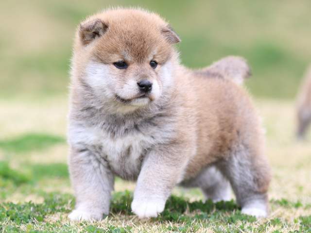 FP5A5857-puppy FP5A5857-puppy