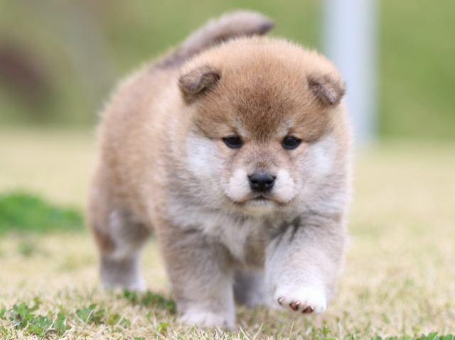 FP5A5860-puppy FP5A5860-puppy