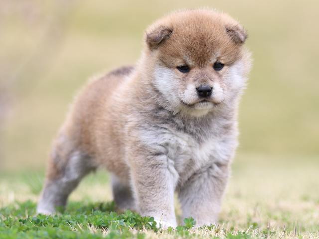 FP5A5894-puppy FP5A5894-puppy