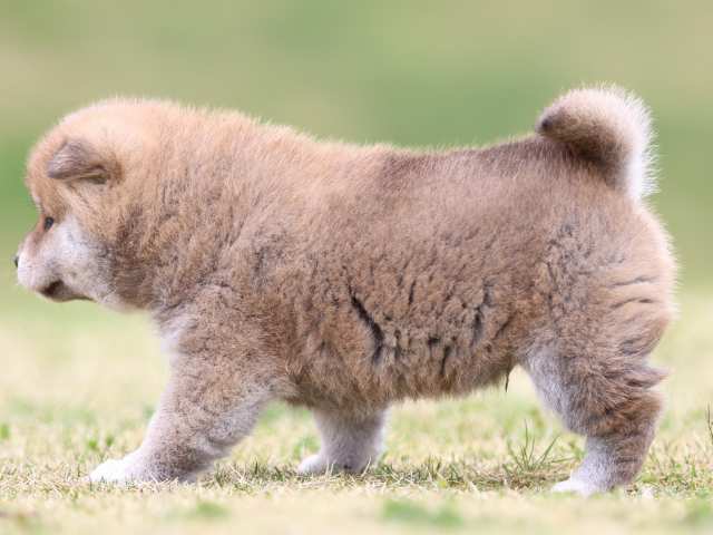 FP5A5907-puppy FP5A5907-puppy