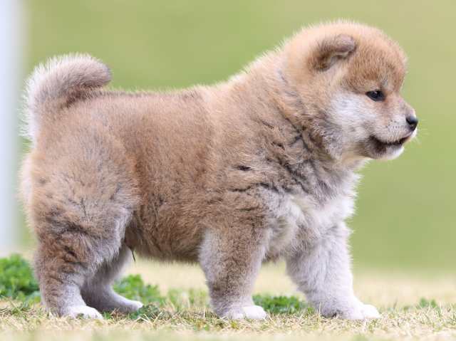 FP5A5917-puppy FP5A5917-puppy