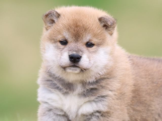 FP5A5977-puppy FP5A5977-puppy