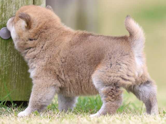 FP5A6006-puppy FP5A6006-puppy