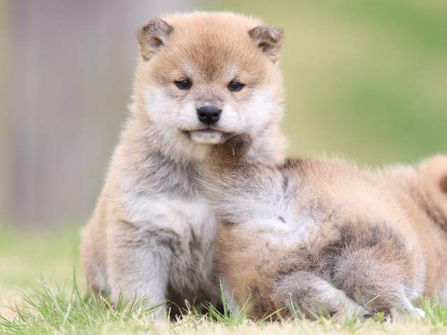 FP5A6010-puppy FP5A6010-puppy