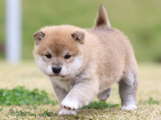 FP5A6103-puppy FP5A6103-puppy