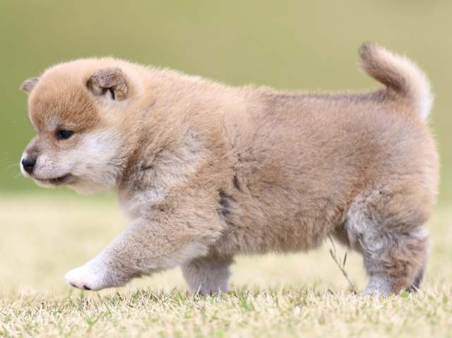 FP5A6173-puppy FP5A6173-puppy