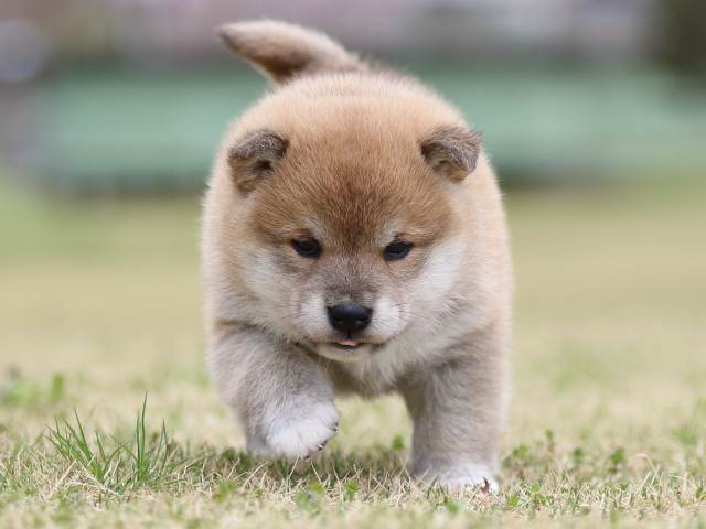 FP5A6219-puppy FP5A6219-puppy