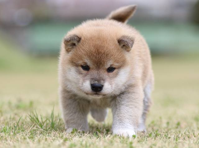 FP5A6222-puppy FP5A6222-puppy