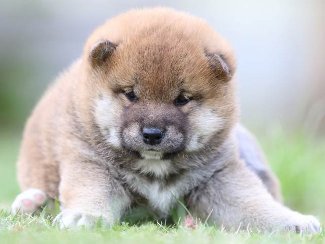 FP5A6255-puppy FP5A6255-puppy