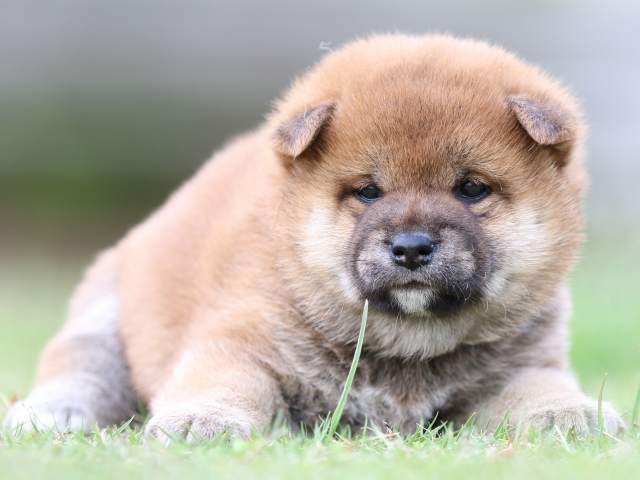 FP5A6291-puppy FP5A6291-puppy