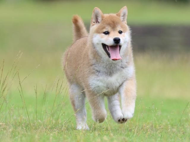 FP5A6931-puppy FP5A6931-puppy