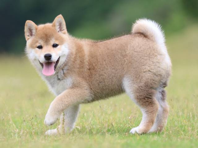 FP5A6981-puppy FP5A6981-puppy
