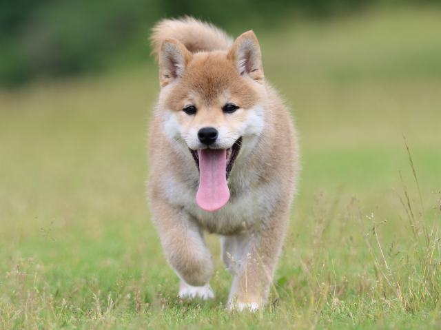 FP5A6988-puppy FP5A6988-puppy