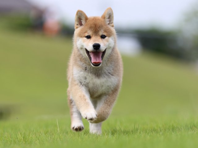 FP5A7111-puppy FP5A7111-puppy