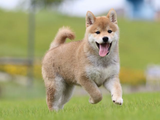 FP5A7130-puppy FP5A7130-puppy