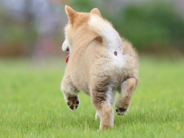 FP5A7144-puppy FP5A7144-puppy