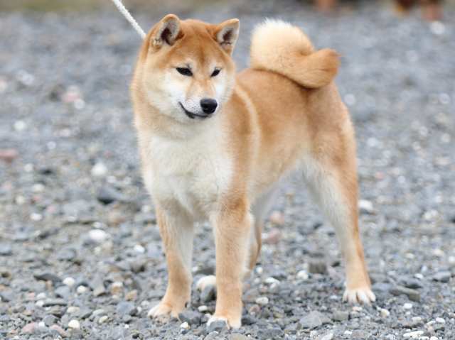 FP5A7144-puppy FP5A7144-puppy