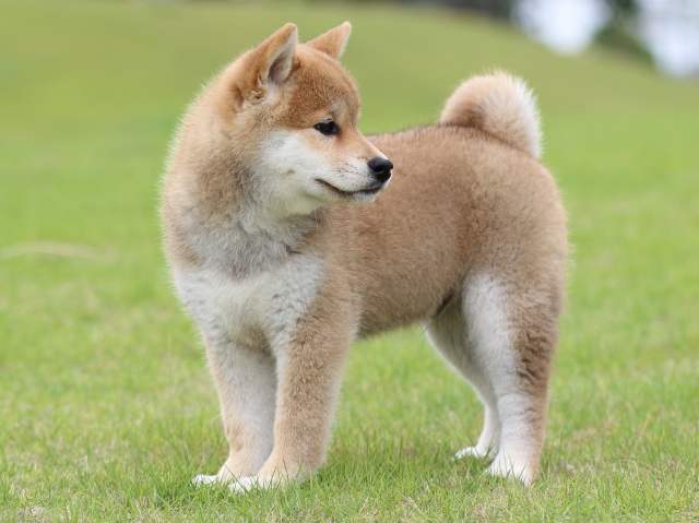 FP5A7273-puppy FP5A7273-puppy