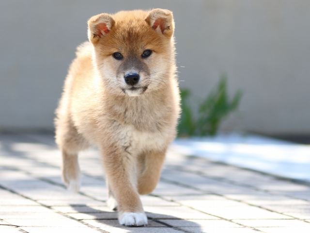 FP5A8163-puppy FP5A8163-puppy