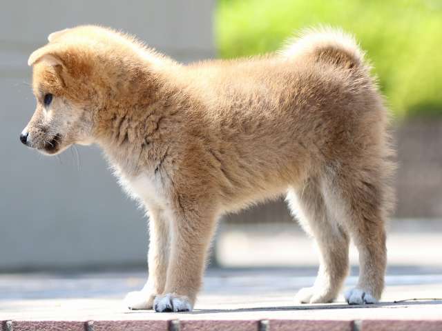 FP5A8183-puppy FP5A8183-puppy