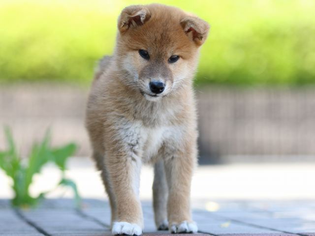 FP5A8187-puppy FP5A8187-puppy