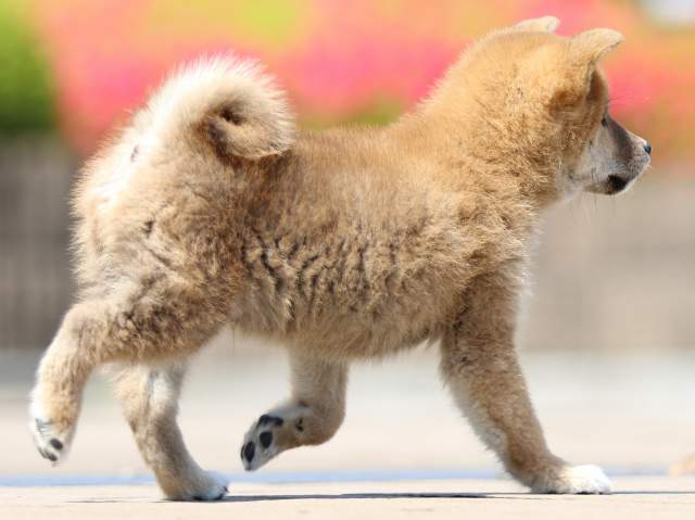 FP5A8193-puppy FP5A8193-puppy