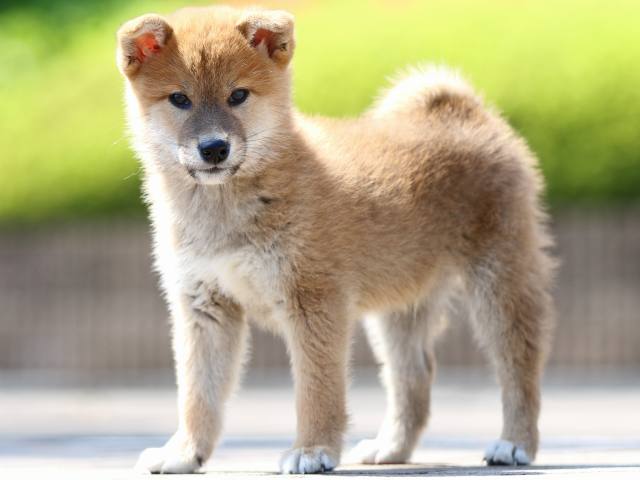 FP5A8216-puppy FP5A8216-puppy