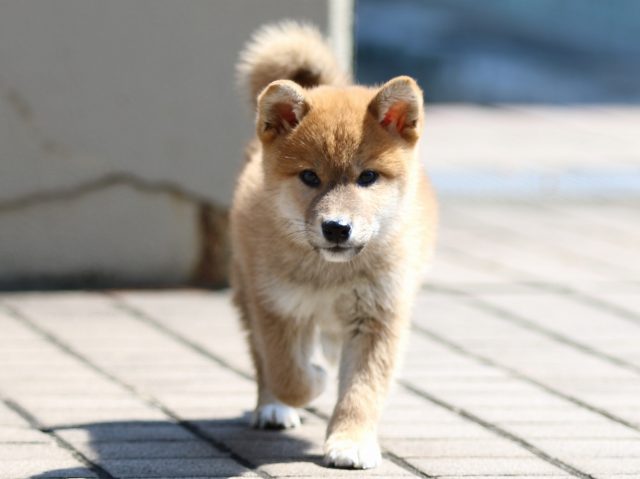 FP5A8220-puppy FP5A8220-puppy