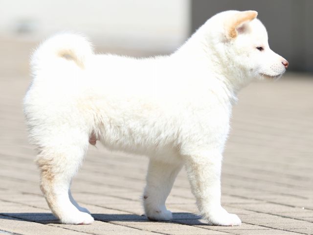 FP5A8275-puppy FP5A8275-puppy
