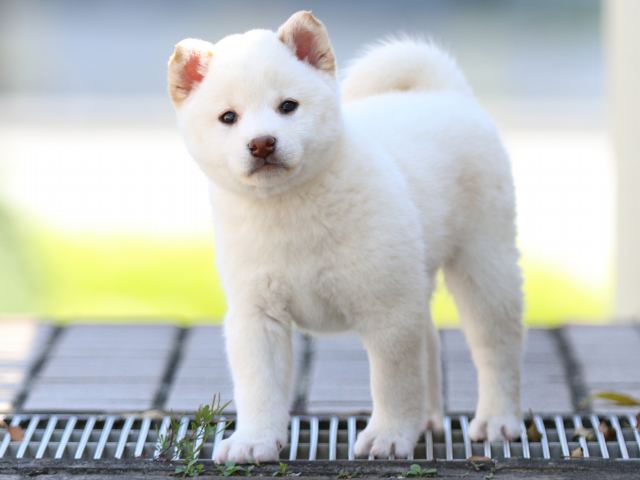 FP5A8318-puppy FP5A8318-puppy