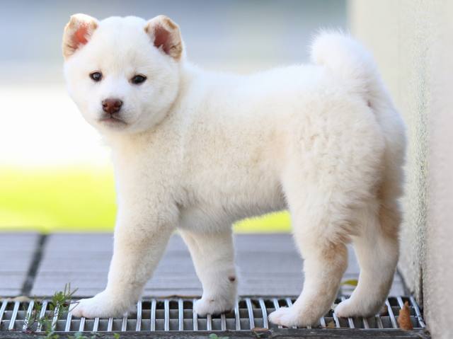 FP5A8329-puppy FP5A8329-puppy