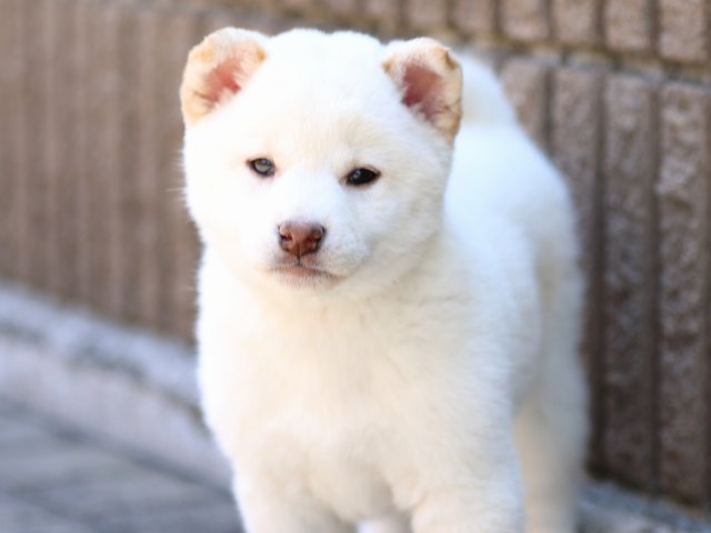 FP5A8433-puppy FP5A8433-puppy
